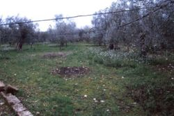 Agricultural land with olive grove - Lote 10402 (Subasta 10402)