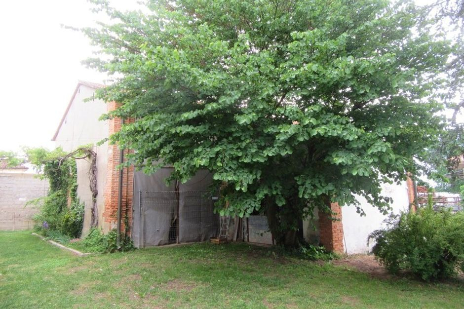 #10516 Complesso produttivo con capacità edificatoria in vendita - foto 8