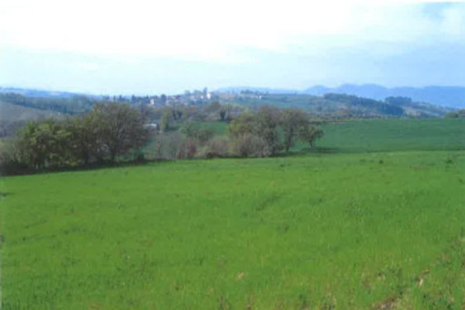 #12762 Fabbricato agricolo con vigneto in vendita - foto 5