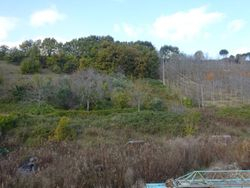 Land slope and planted with trees - Lot 1309 (Auction 1309)