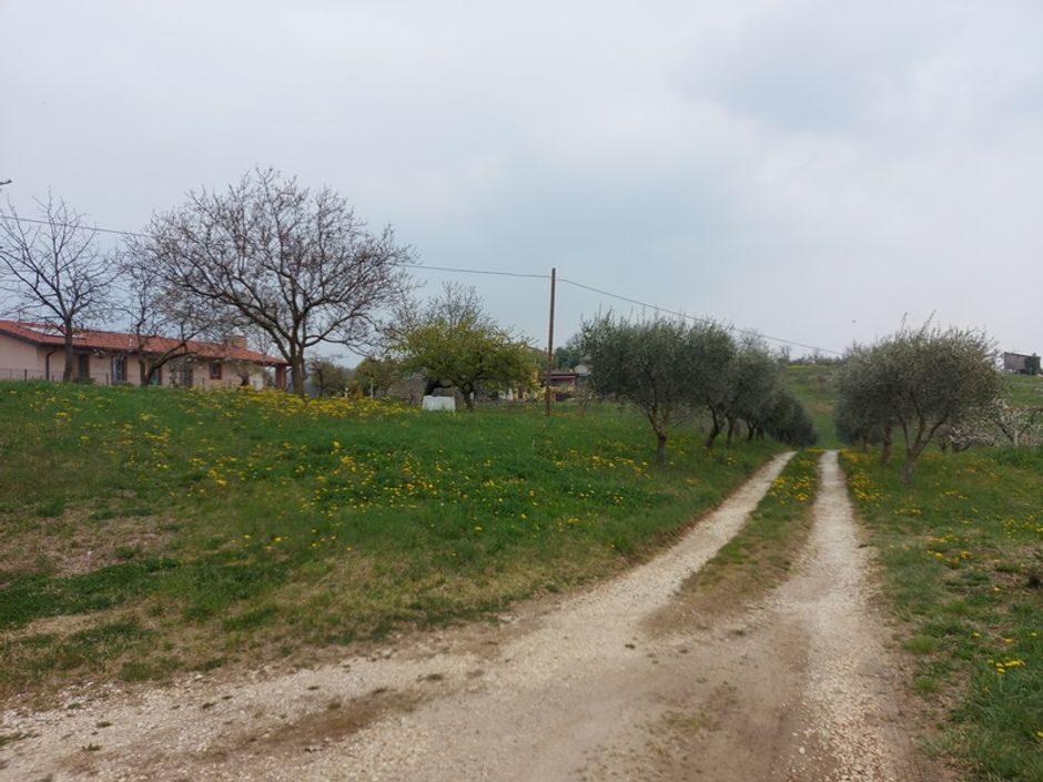 #16197 Magazzino con terreni agricoli in vendita - foto 5