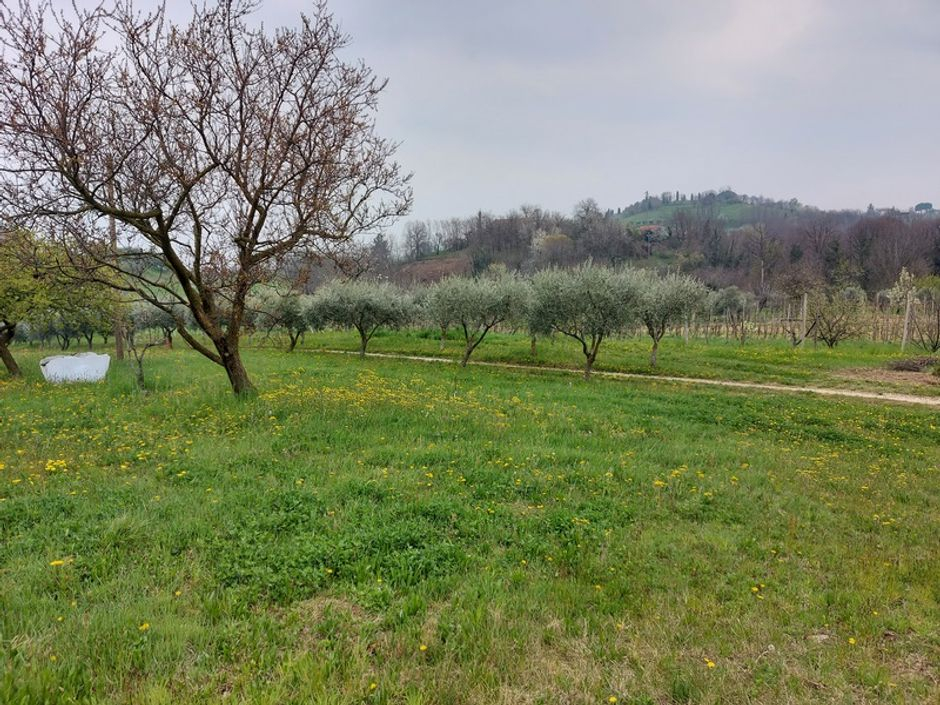 #16197 Magazzino con terreni agricoli in vendita - foto 8