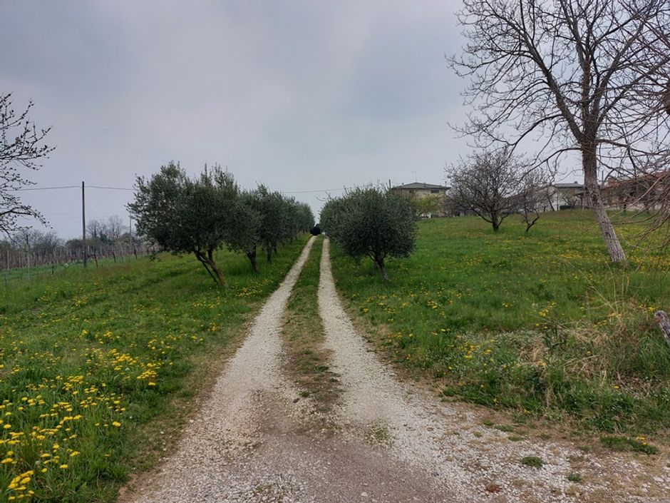 #16197 Magazzino con terreni agricoli in vendita - foto 9