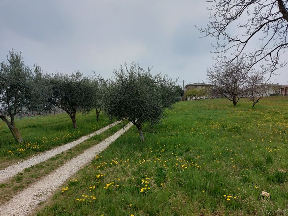 #16197 Magazzino con terreni agricoli in vendita - foto 13