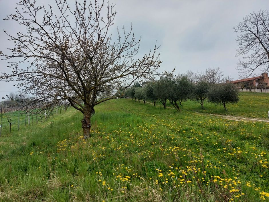#16197 Magazzino con terreni agricoli in vendita - foto 14