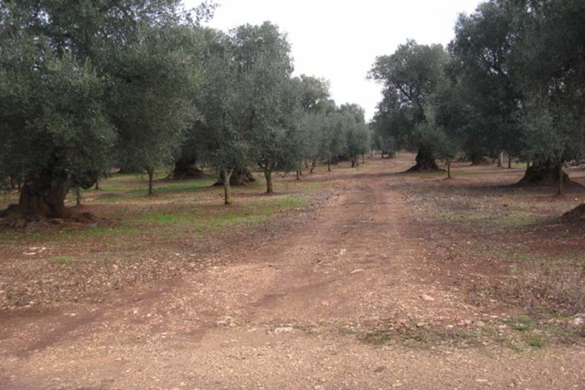 Agricoli in vendita
