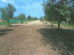 Agricoltural Plot - Lot 208 (Auction 208)