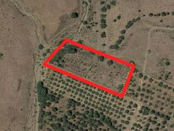 Agricultural land for citrus groves - Lot 2977 (Auction 2977)