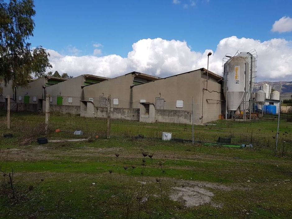#3495 Complesso per allevamento suinicolo in vendita - foto 3