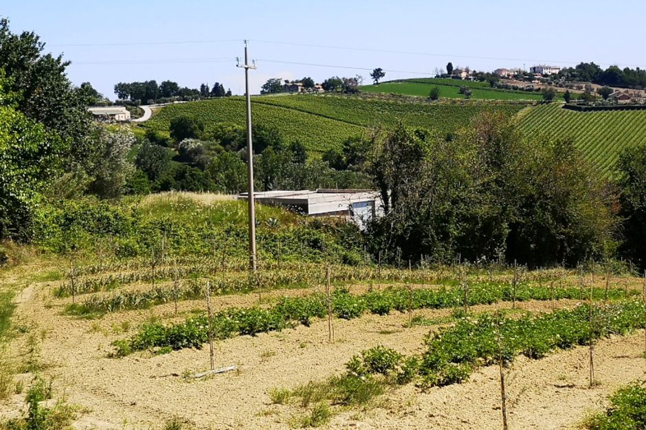 #8861 Fabbricato rurale con terreno a vigneto in vendita - foto 4