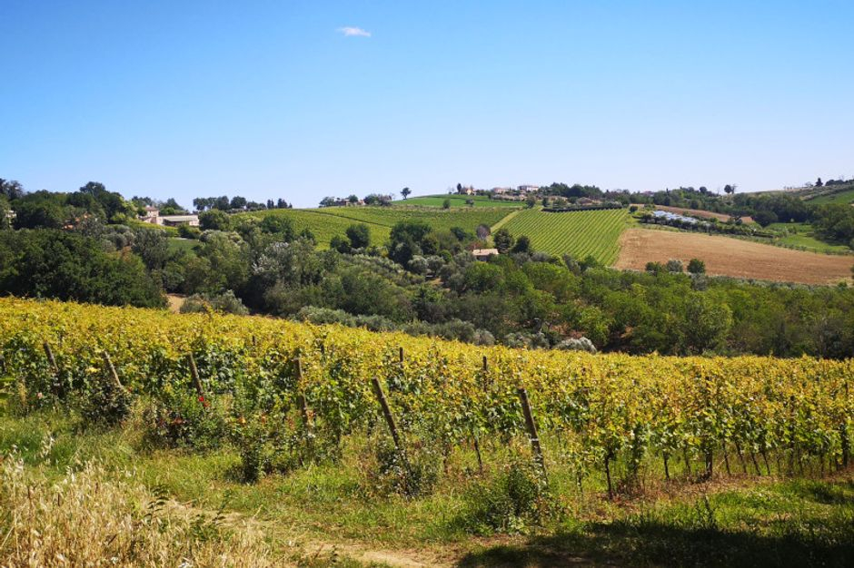 #8861 Fabbricato rurale con terreno a vigneto in vendita - foto 5