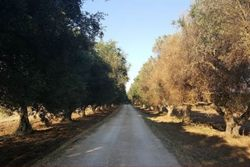 Olive grove of mq - Lot 9818 (Auction 9818)