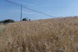 Agricultural land of sqm - Lot 9969 (Auction 9969)