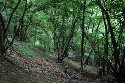 Land of sq m in a mountain area - Lot 9987 (Auction 9987)