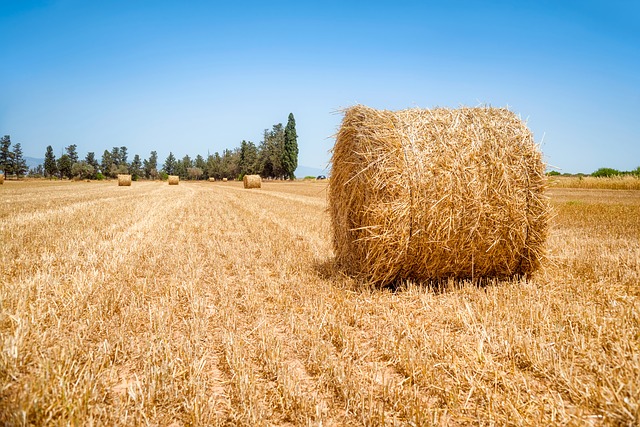 Vendita Terreni Agricoli All'Asta - Real Estate Discount